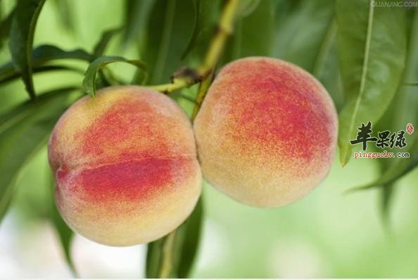 桃子如果吃多了对身体有什么影响