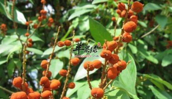 粗糠柴的功效与作用
