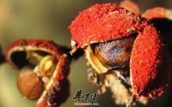 粗糠柴的功效与作用