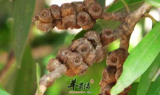 白千层的功效与作用