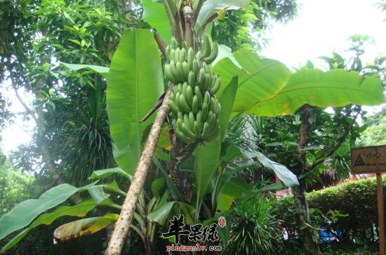 芭蕉的功效与作用