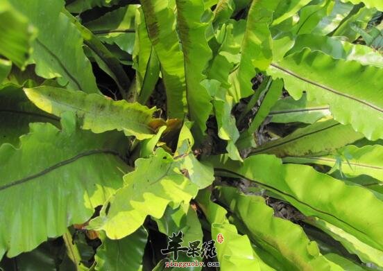巢蕨的功效与作用
