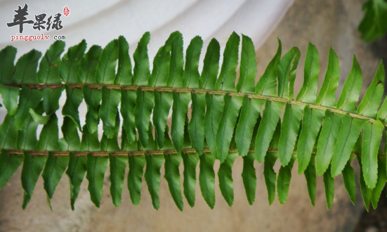 肾蕨的功效与作用_肾蕨的用法用量及食用禁忌_肾蕨的附方_苹果绿