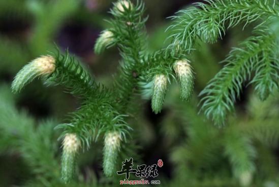 垂穗石松的功效与作用