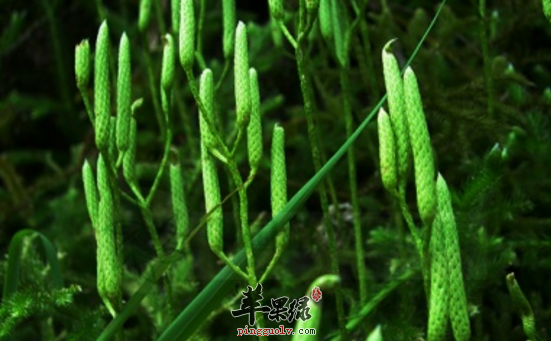 垂穗石松的功效与作用