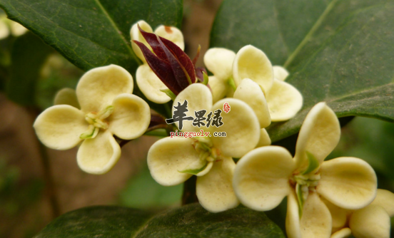 桂花的功效与作用