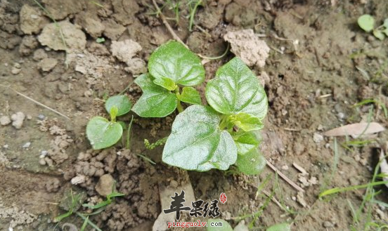 草胡椒的功效与作用
