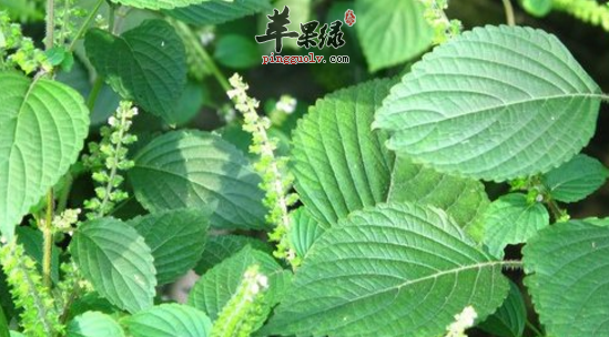 白苏的功效与作用