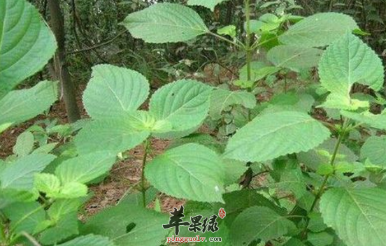 白苏的功效与作用