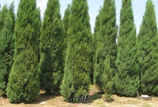 侧柏的功效与作用