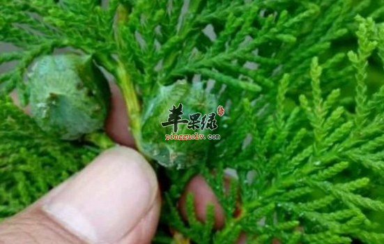 侧柏的功效与作用