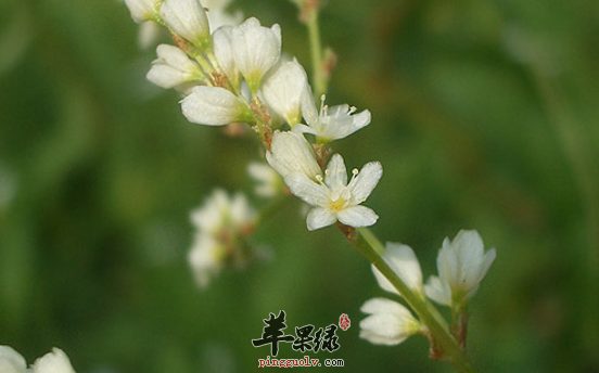 叉分蓼的功效与作用