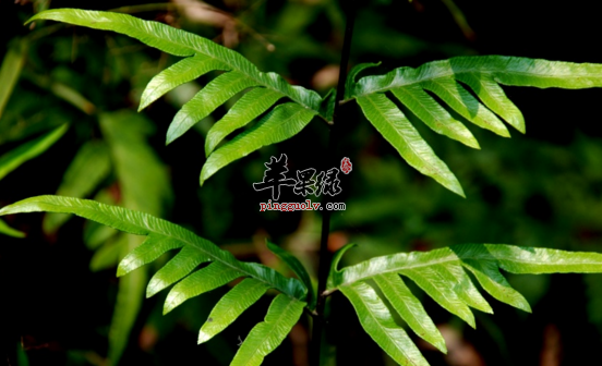 半边旗的功效与作用