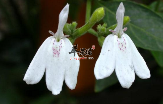 白鹤灵芝的功效与作用
