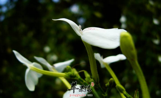 白鹤灵芝的功效与作用
