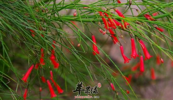 爆仗竹的功效与作用