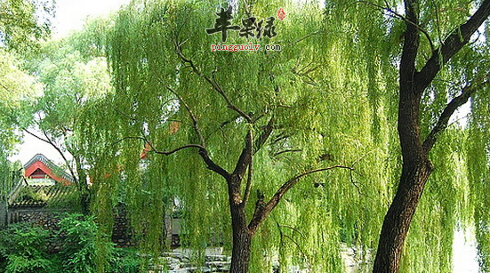 垂柳的功效与作用