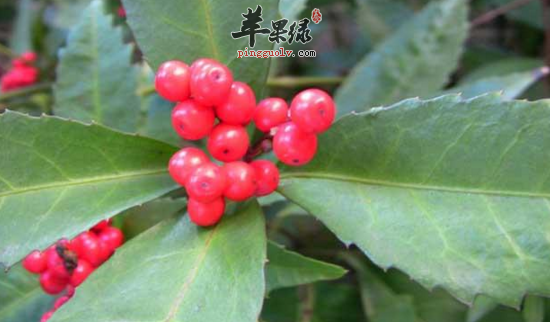 草珊瑚的功效与作用