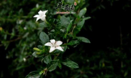 白马骨的功效与作用