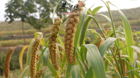 粟又叫谷子 小米,狗尾粟,是我们生活中非常常见的经济作物,在我国