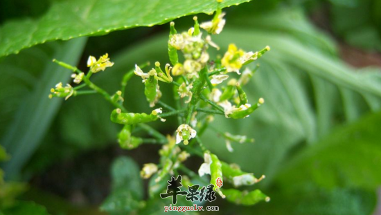 白芥的功效与作用
