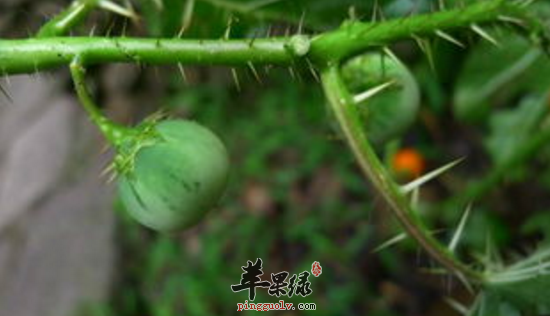 刺茄的功效与作用