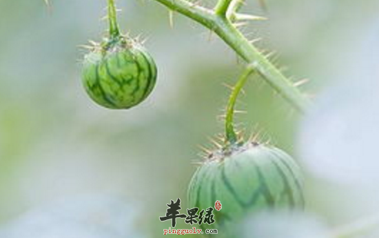 刺茄的功效与作用