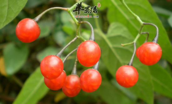 白英的功效与作用