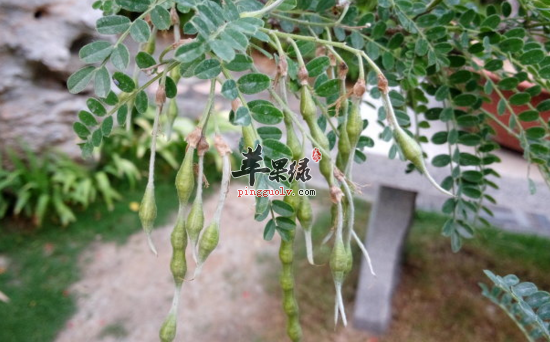 白刺花的功效与作用