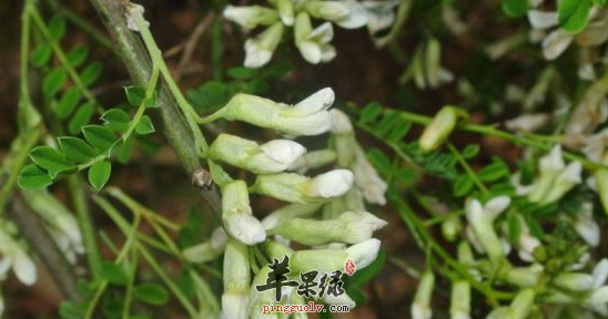白刺花的功效与作用