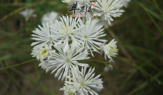 瓣蕊唐松草的功效与作用
