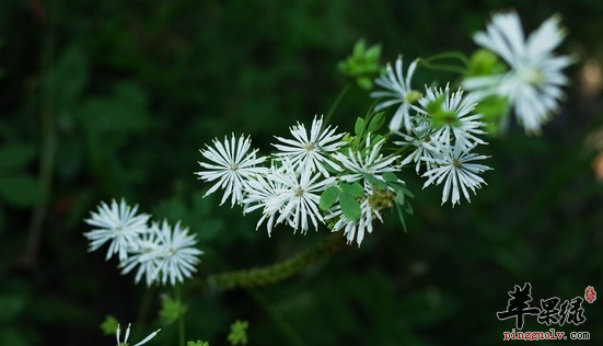 瓣蕊唐松草的功效与作用