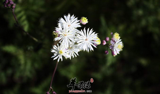 瓣蕊唐松草的功效与作用