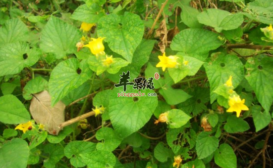 赤雹的功效与作用