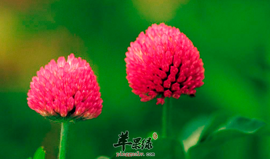 白车轴草的功效与作用