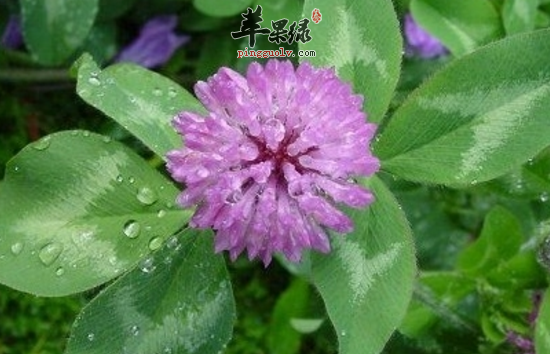 白车轴草的功效与作用