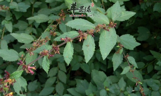刺蒴麻的功效与作用
