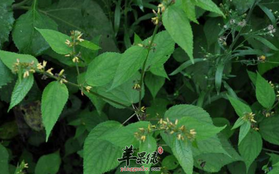 刺蒴麻的功效与作用