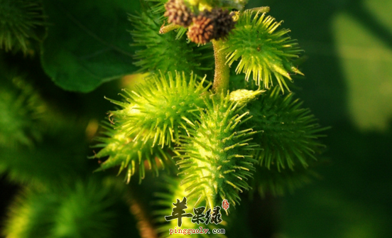 苍耳的功效与作用