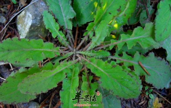 黄鹌菜的功效与作用