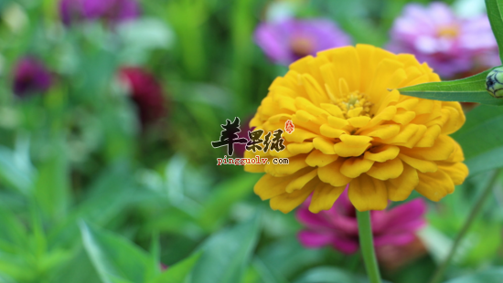 百日菊的功效与作用