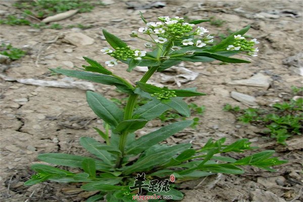 菥蓂的功效以及药用价值