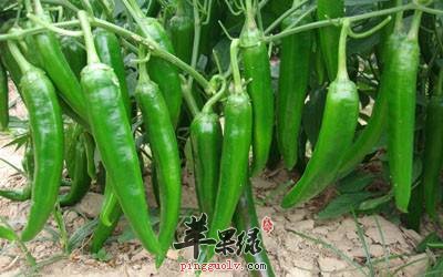 尖椒怎么吃不辣呢