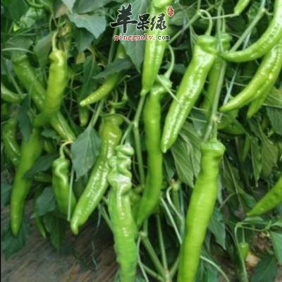 尖椒怎么吃不辣呢