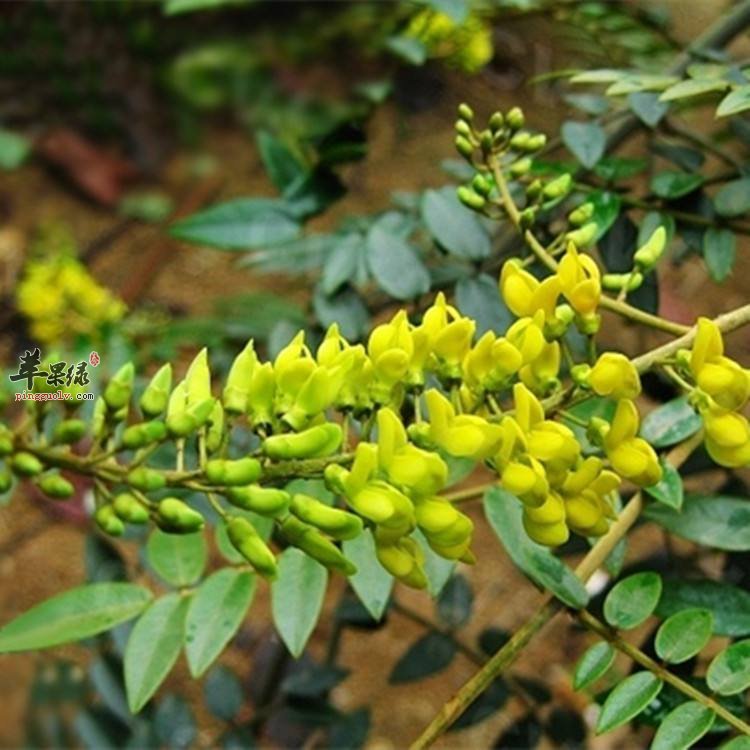 北豆根与山豆根鉴别 山豆根和北豆根的区别有哪些