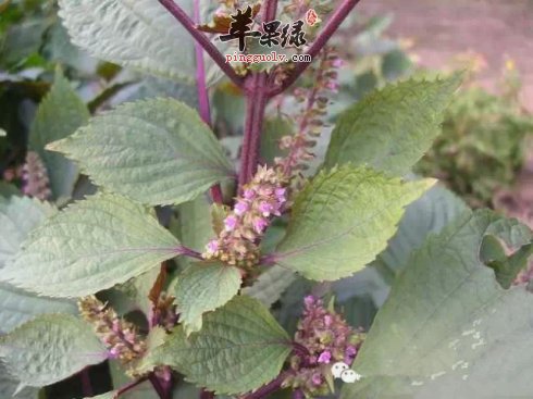 苹果绿 中药大全 功效与作用 苏子是很多人都非常喜欢的一种 保健