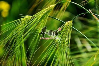 哪些人不宜吃青稞