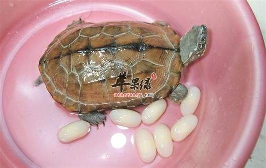 乌龟蛋的营养价值高 能有效治病