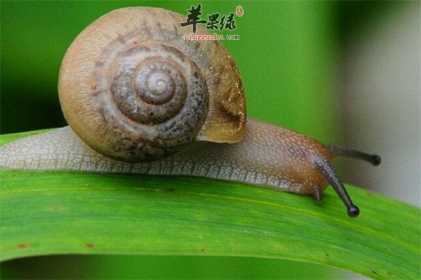 蜗牛的药用效果 还能治疗疾病