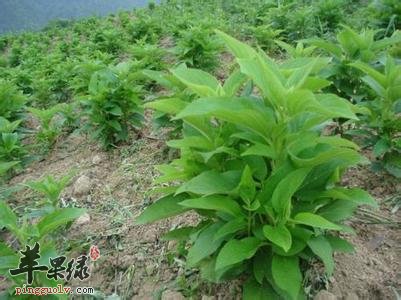 其实玄参也是有着非常不错的功效的哦,所以我们女性朋友们在生活服用